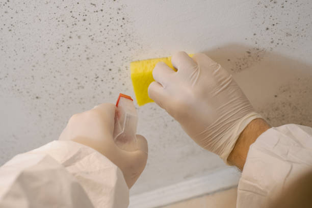 Best Industrial Mold Remediation  in Mentor, OH