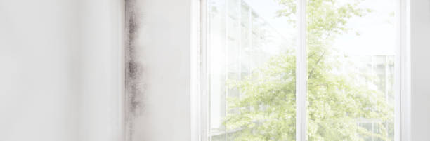 Best Basement Mold Removal  in Mentor, OH