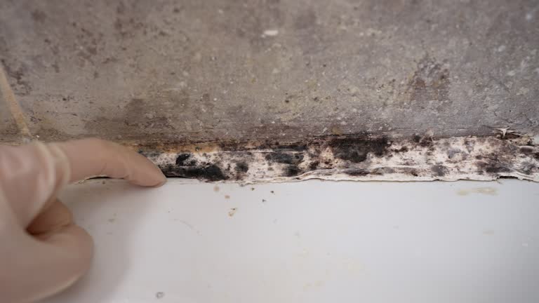 Best Biohazard Mold Removal  in Mentor, OH